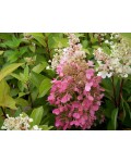 Hydrangea paniculata Candlelight PBR